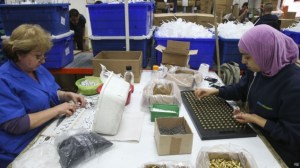 Palestinians and Israelis work at the SodaStream factory in the Mishor Adumim industrial park, February 2, 2014. (Credit: Nati Shohat/Flash90)